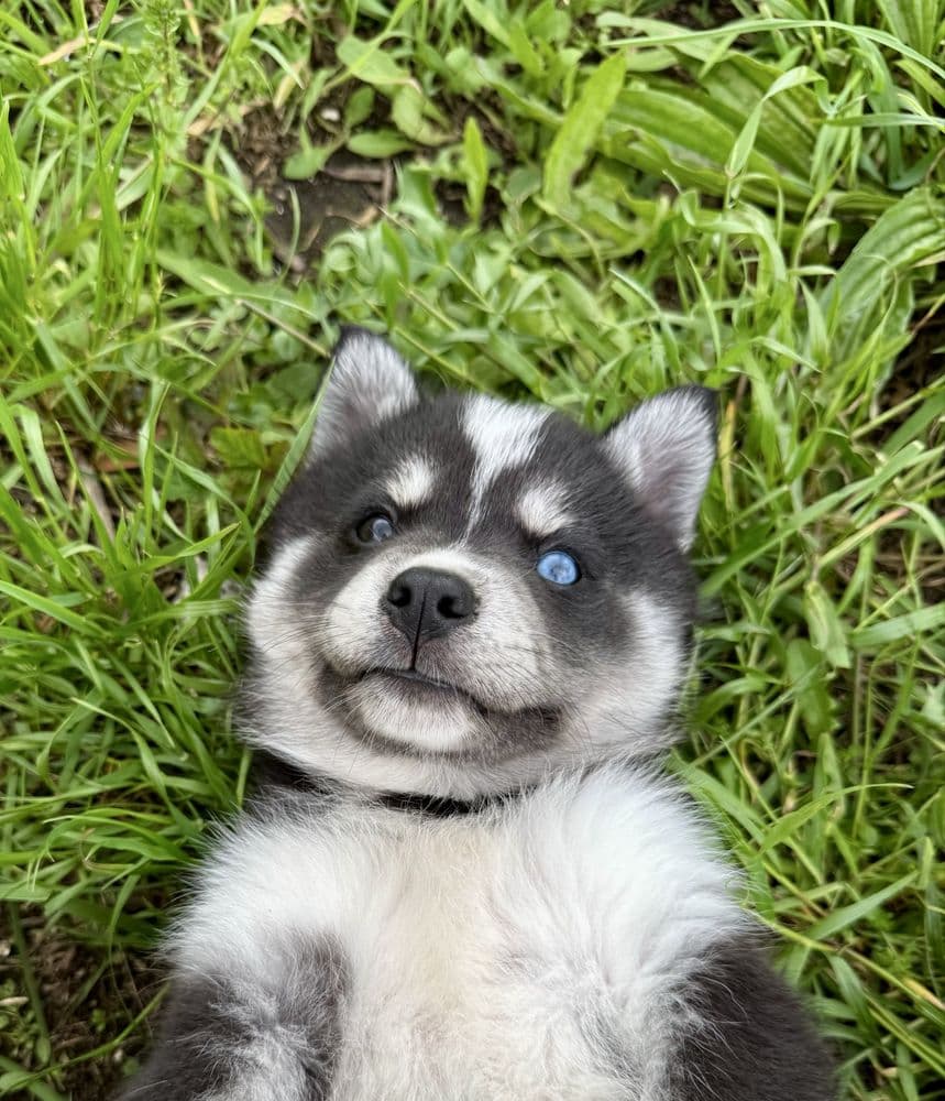 Husky siberiano pedigree  FCI  c/lop
