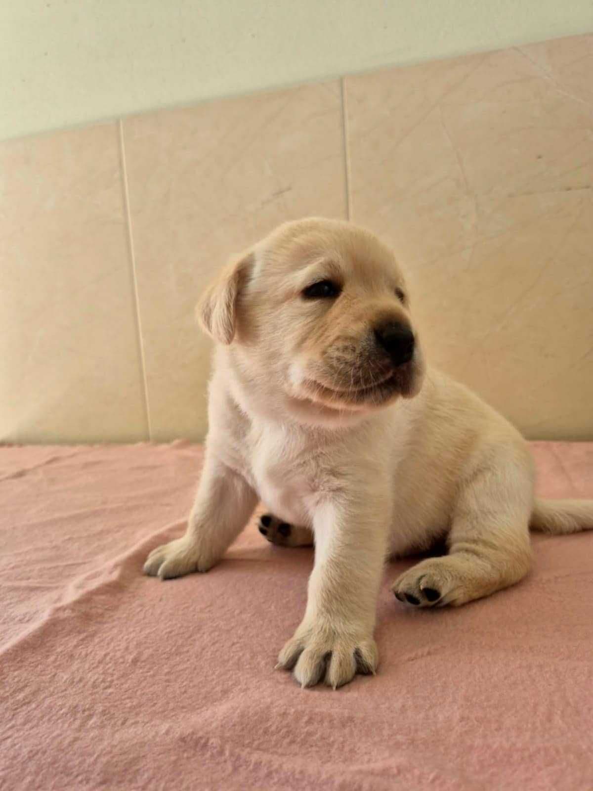 Labrador Retriever com Lop