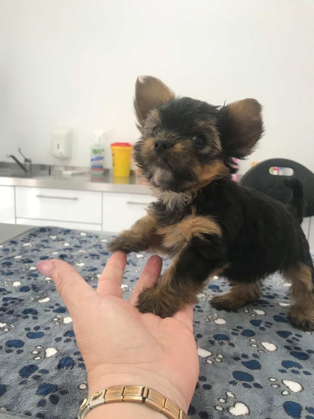 Yorkshire Terrier  mini