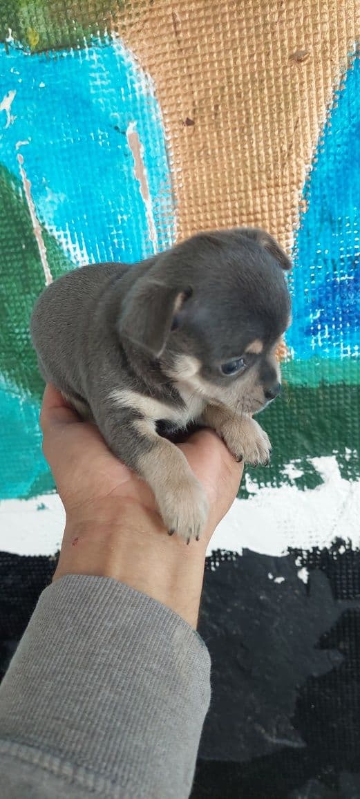 Linda menina chihuahua