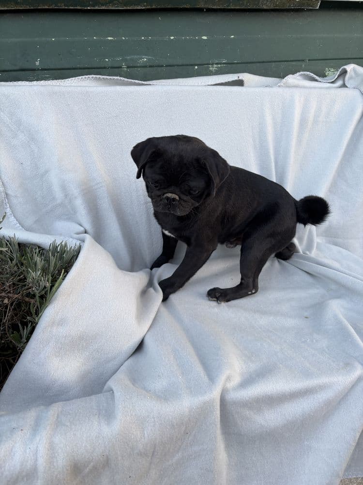 Pug carlin macho