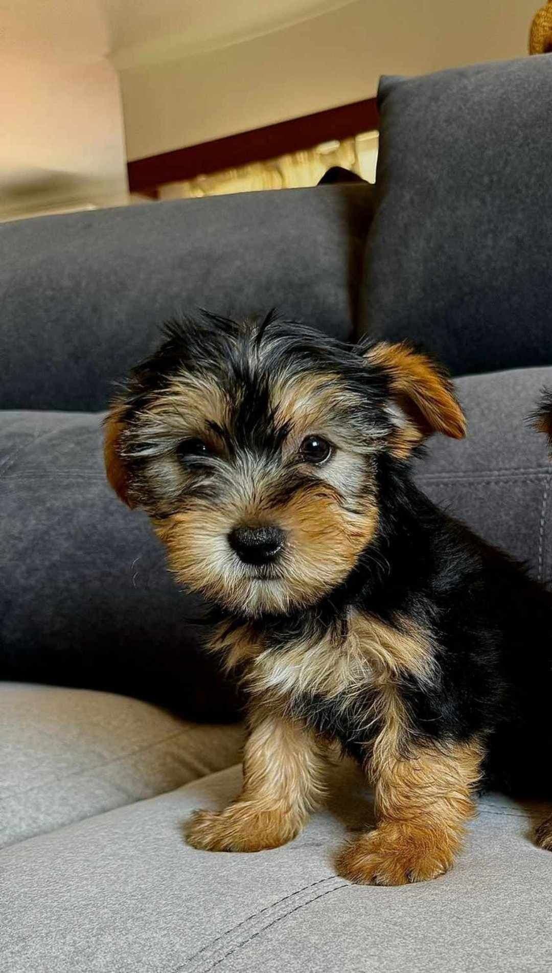 Linda cachorrinha Yorkshire