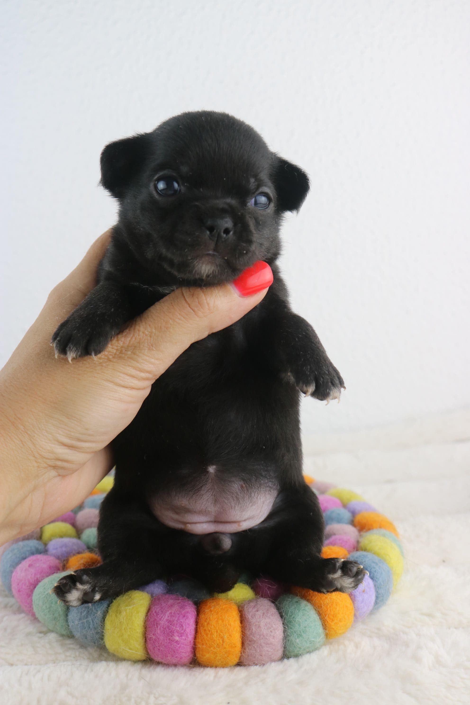 chihuahua fêmea pelo curto super pequenina