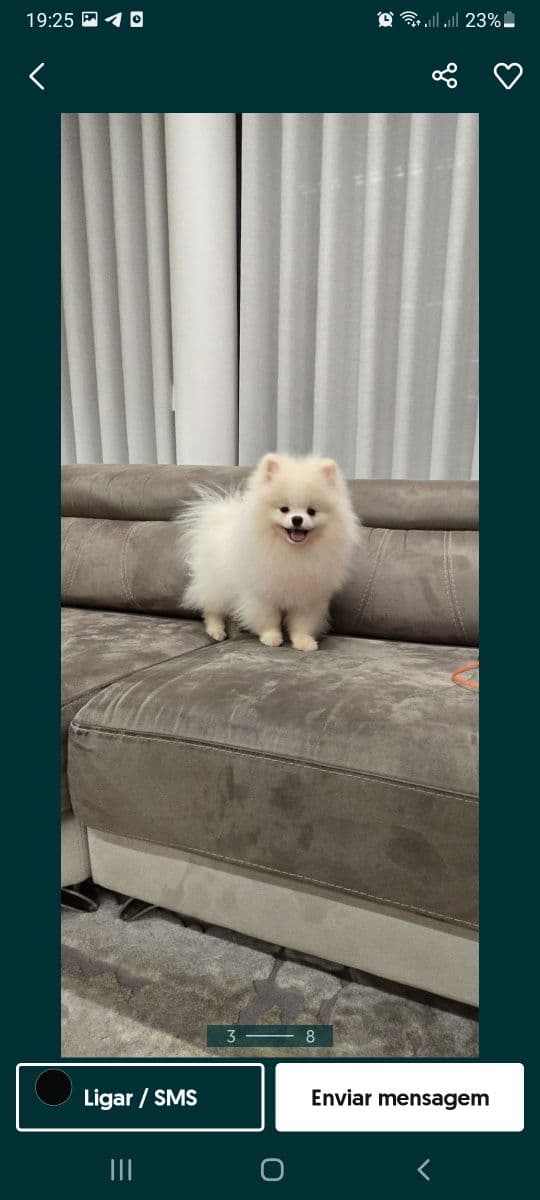 Spitz alemao anao/ lulu da Pomerânia