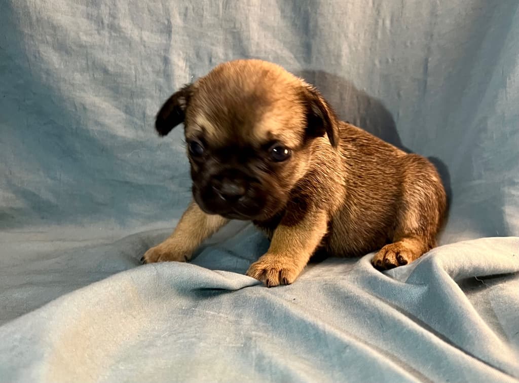 Bulldog francês X fêmea