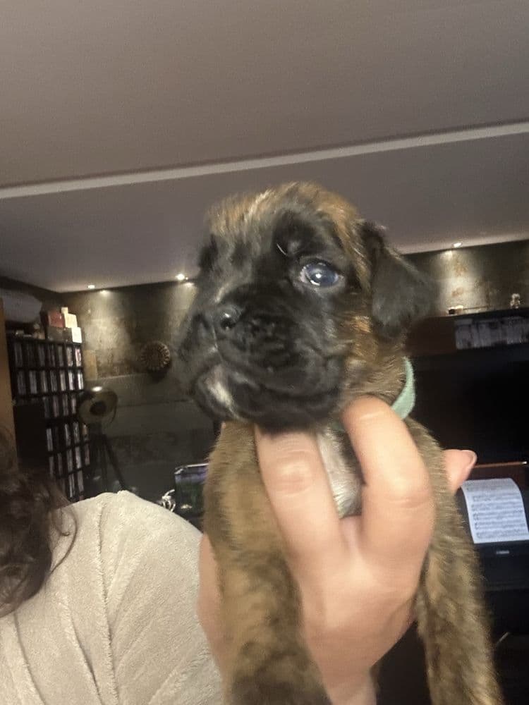 Cachorro Boxer Magnifico
