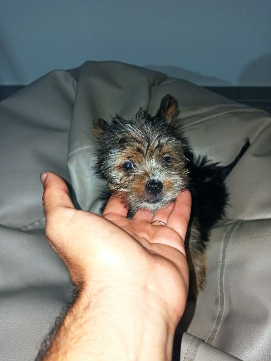 Lindo menino Yorkshire