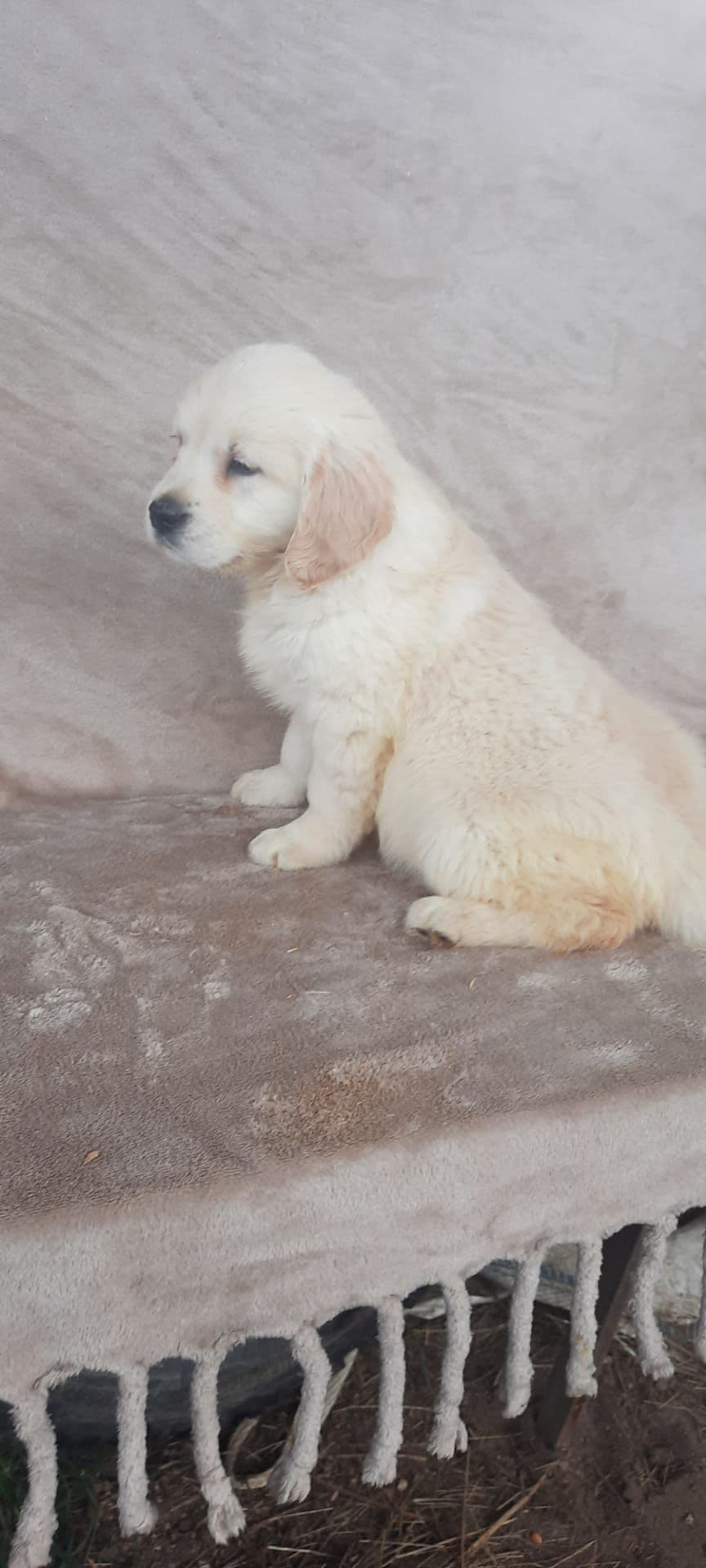 Golden retriver macho