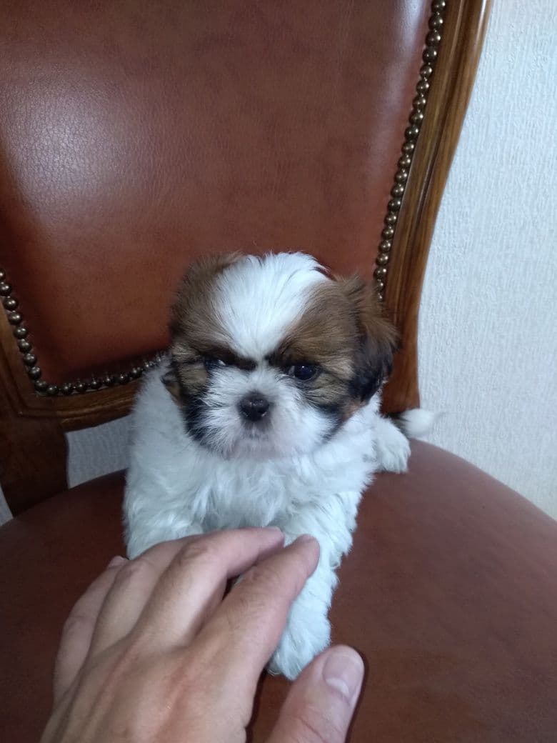 Shih Tzu Sublime