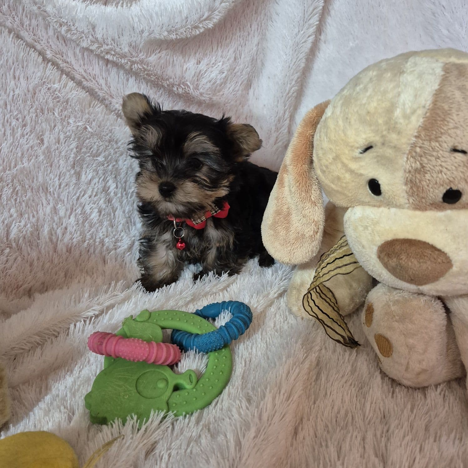 Yorkshire Terrier Miniatura Criadora Registada PT 3088 FL
