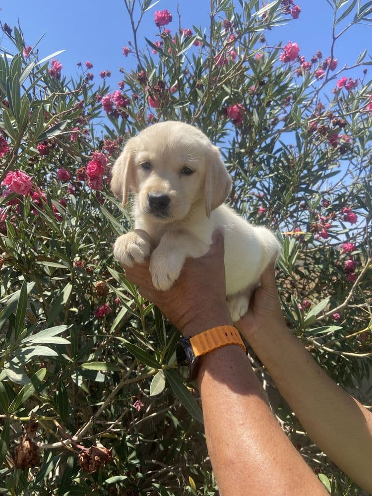 Retriever labrador femea