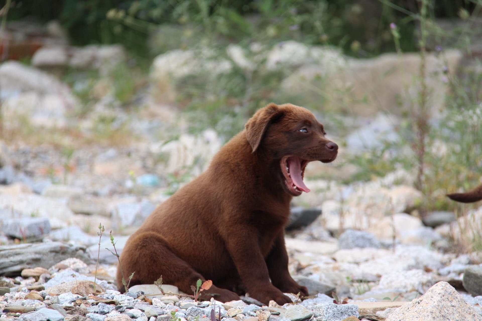 Labrador Retriever com Lop e Afixo