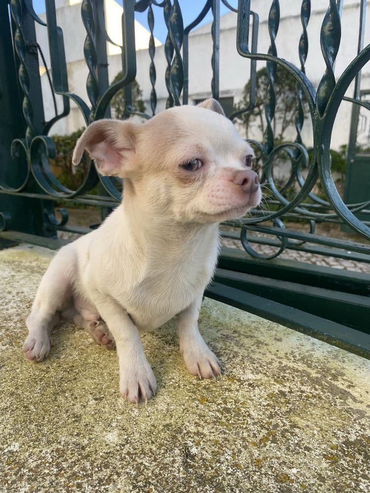 Chihuahua  macho mini excelente lhos verdes