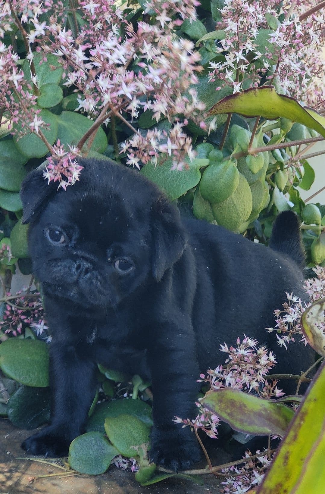 Pug Carlin com Lop