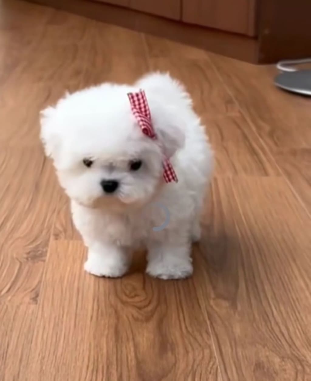 Bichon Maltês macho  disponível