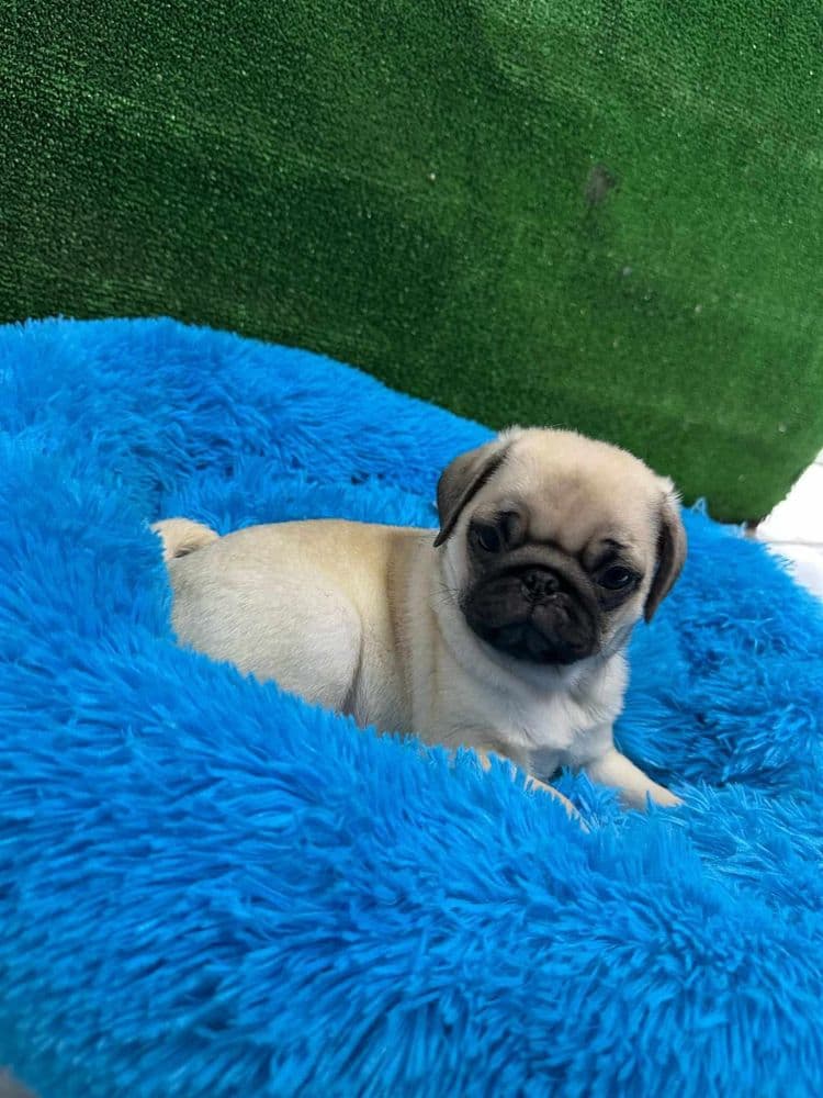 Pug carlin  exelente linhagem