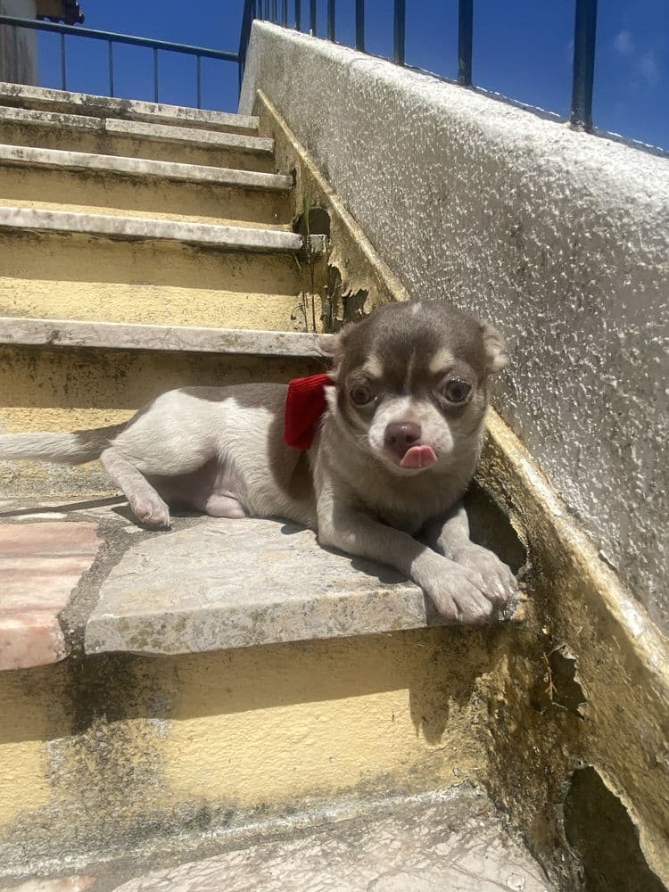 Chihuahua. macho super top