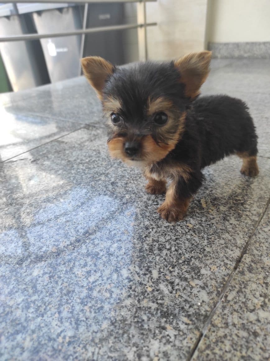 Yorkshire terrier