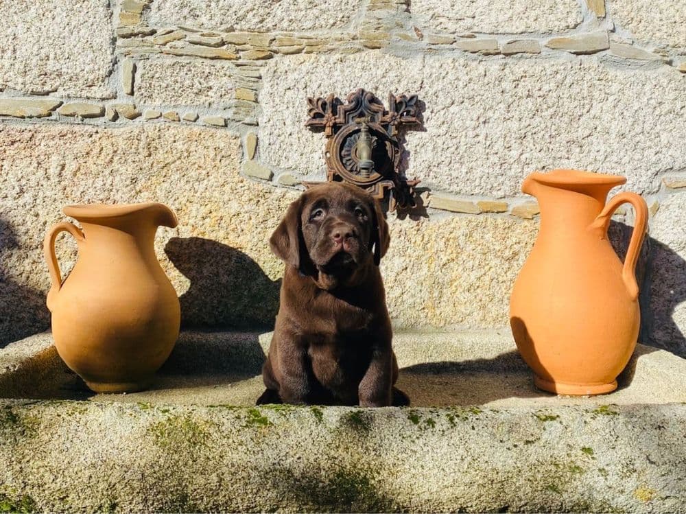 Labradora chocolate