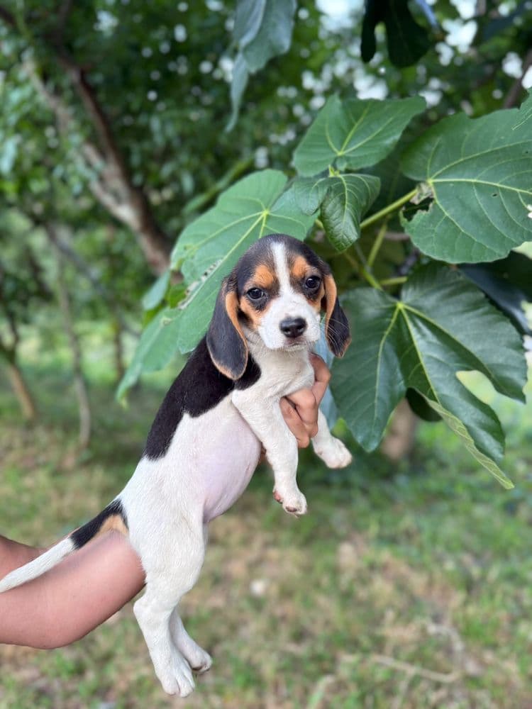Beagles espetaculares