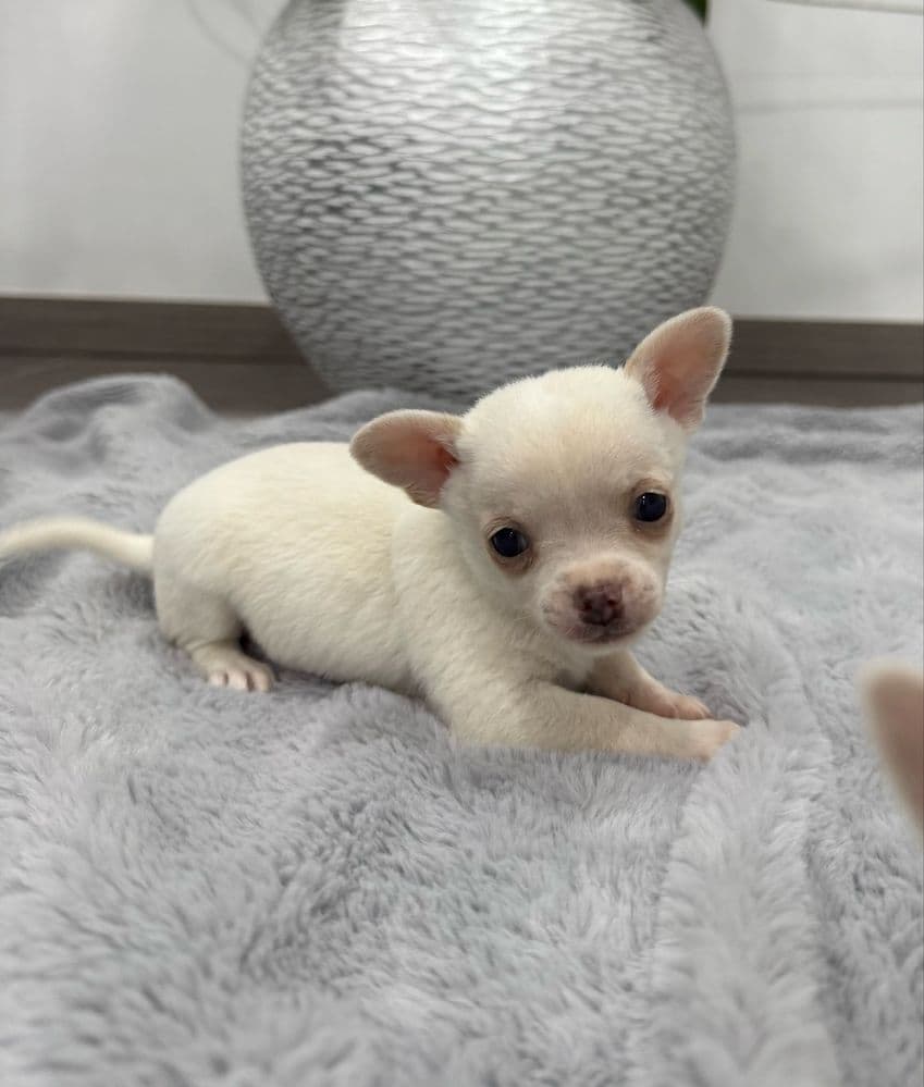 Chihuahua miniatura