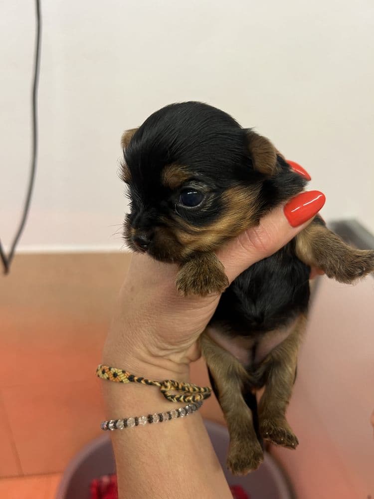 Yorkshire terrier macho