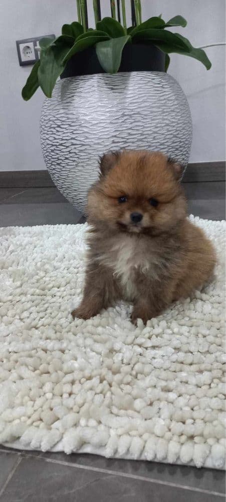 Spitz anão alemão lulu da poumorania
