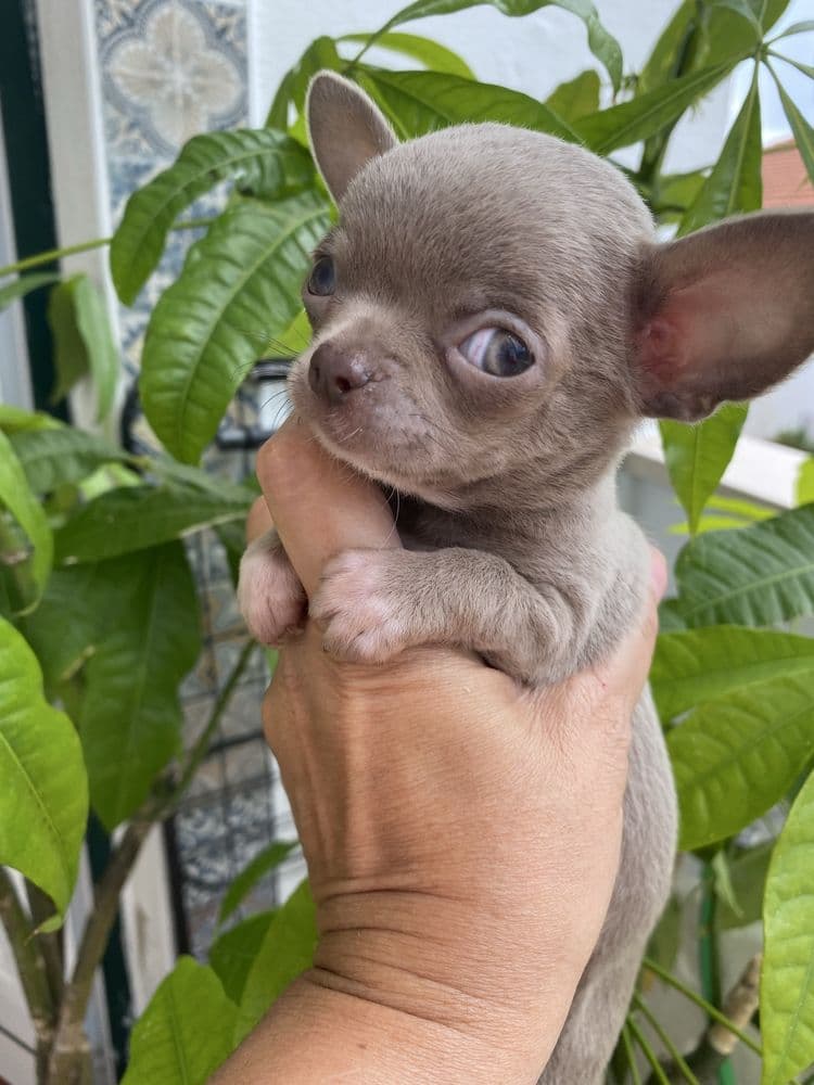 Chihuahua Macho Lilac Pelo Curto ENTREGA IMEDIATA