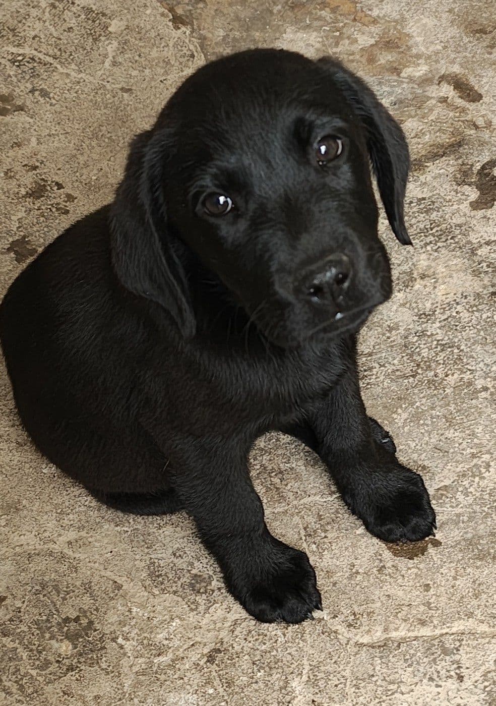 Labrador macho puro
