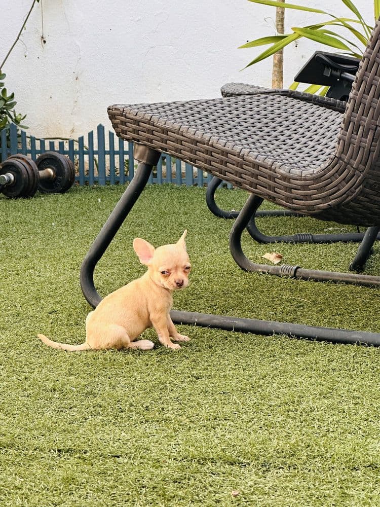 Chihuahua pelo curto