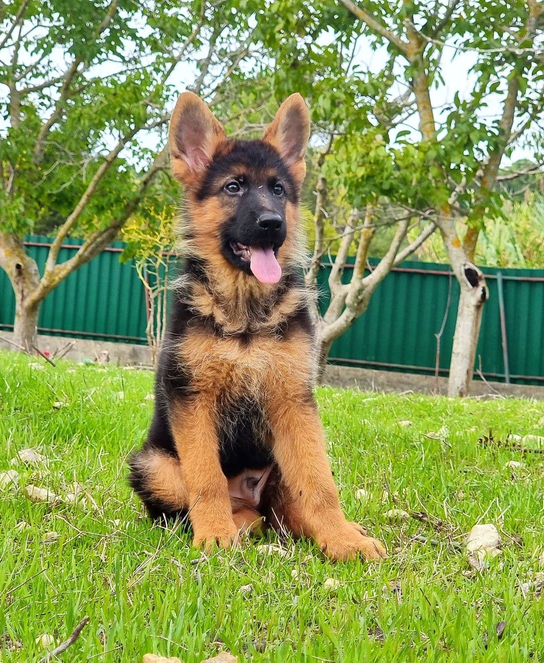 Cachorro Casa do Silvado