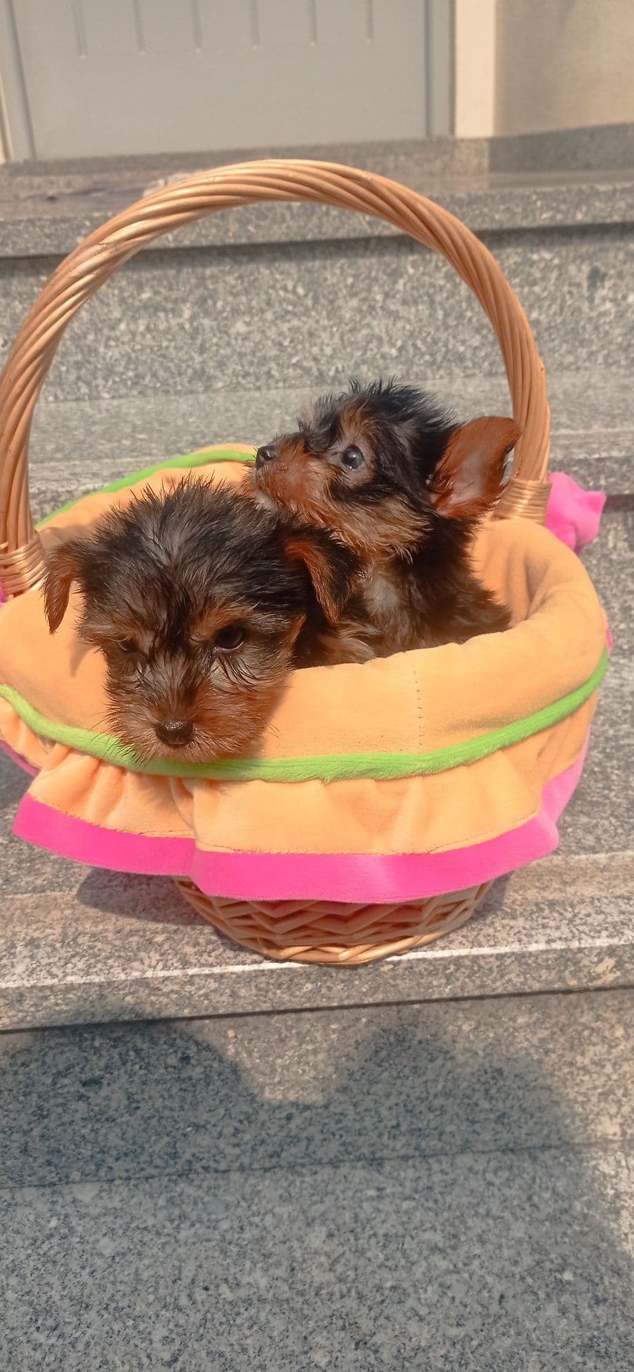 Yorkshire Terrier