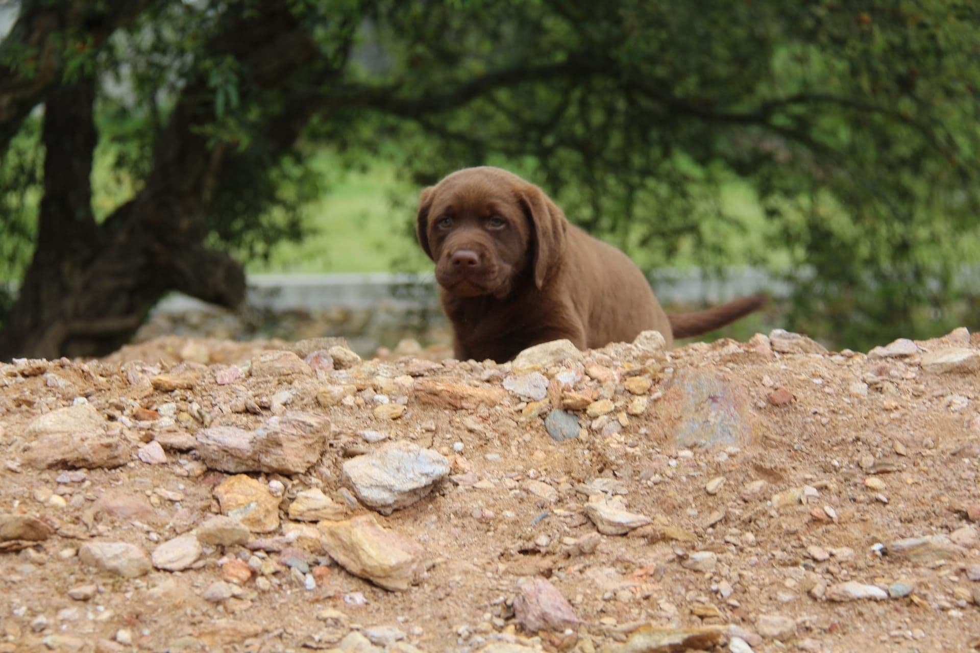 Labrador Retriever Chocolate Lop e Afixo