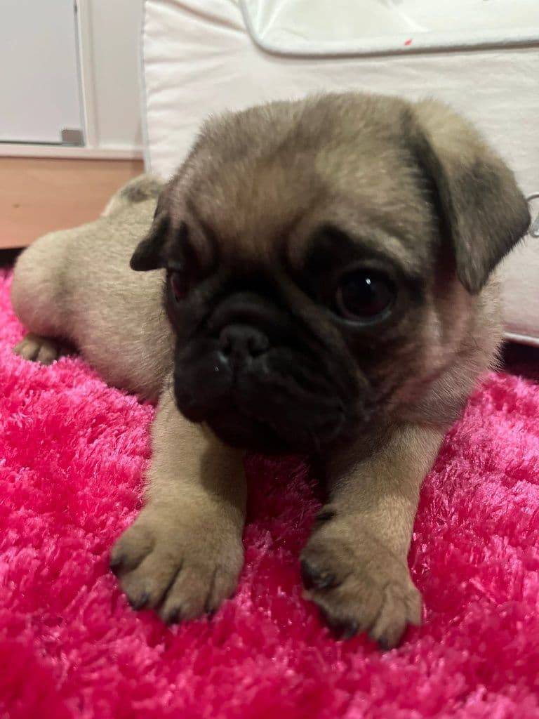 Pug carlin disponível