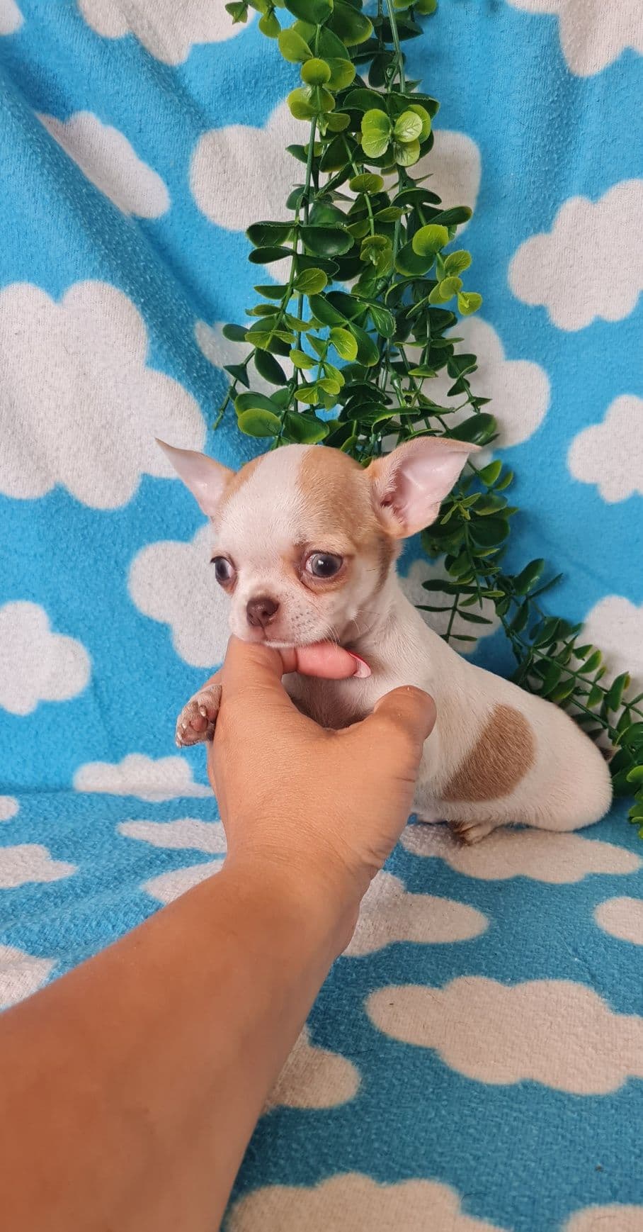 Excelente menino Chihuahua/Chiuaua. Linhagem Russa