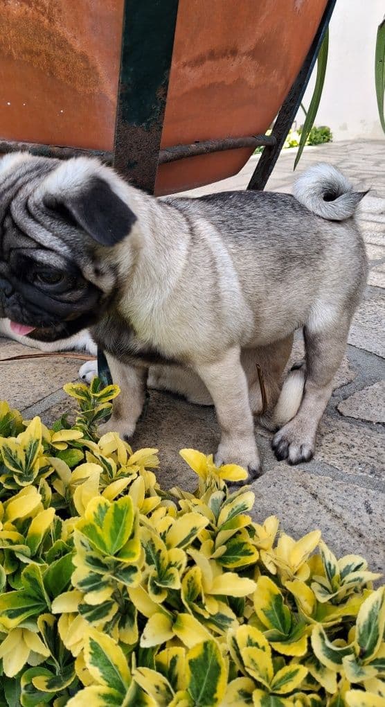 Pug carlim excelente.