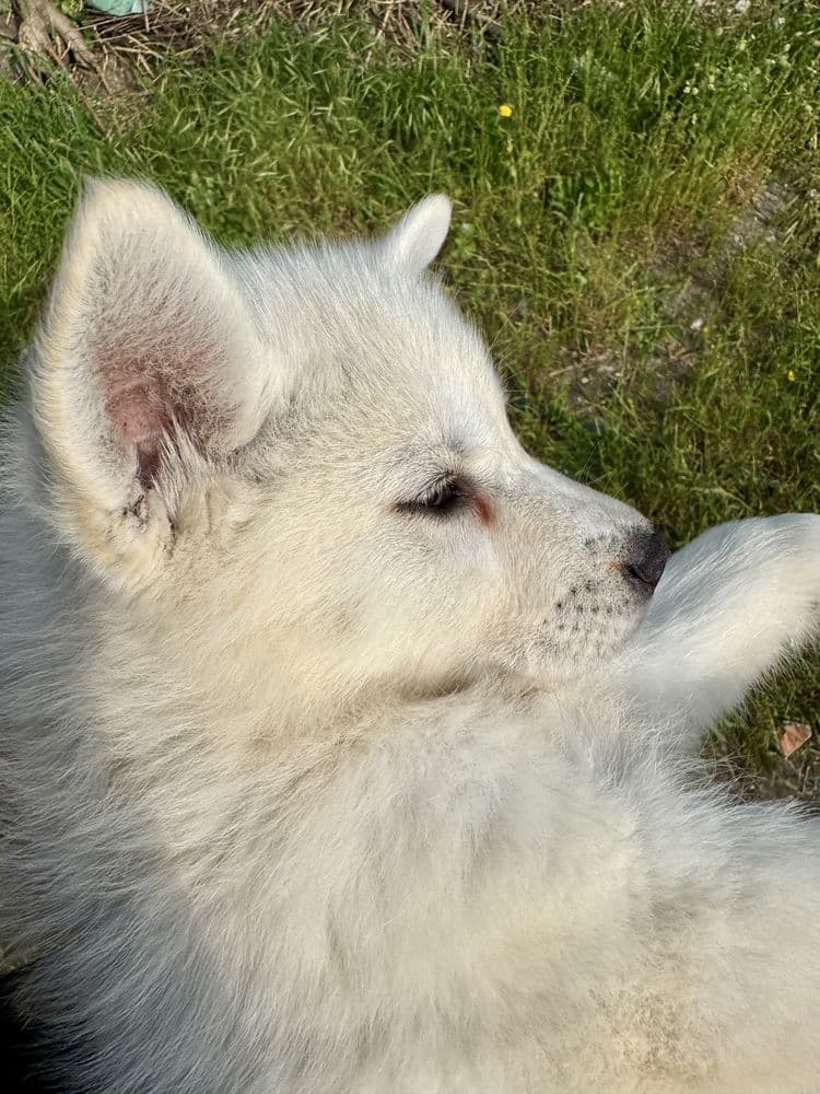 Husky siberiano c/lop