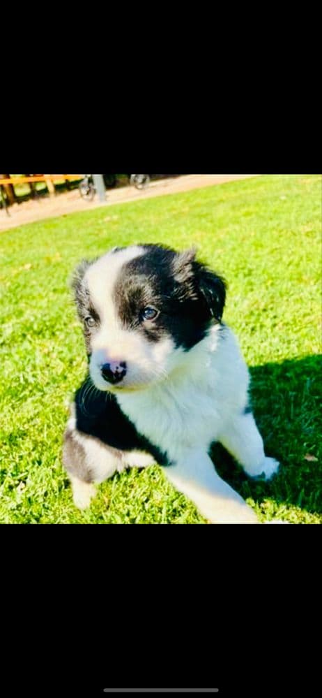 Border collie espetacular