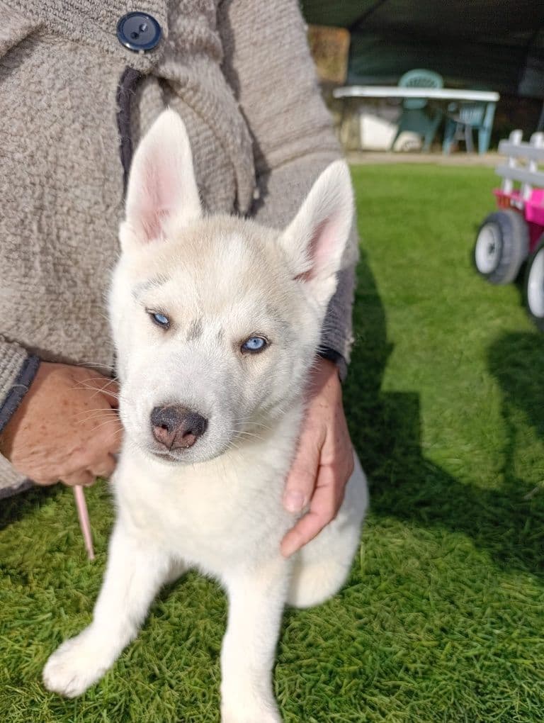 Husky Siberiano cinza e branco