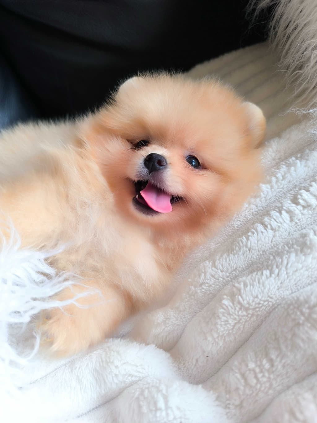 Spitz Anão Lulu da Pomerânia. Super mini. Lop e Afixo. Russo. Ursinha.