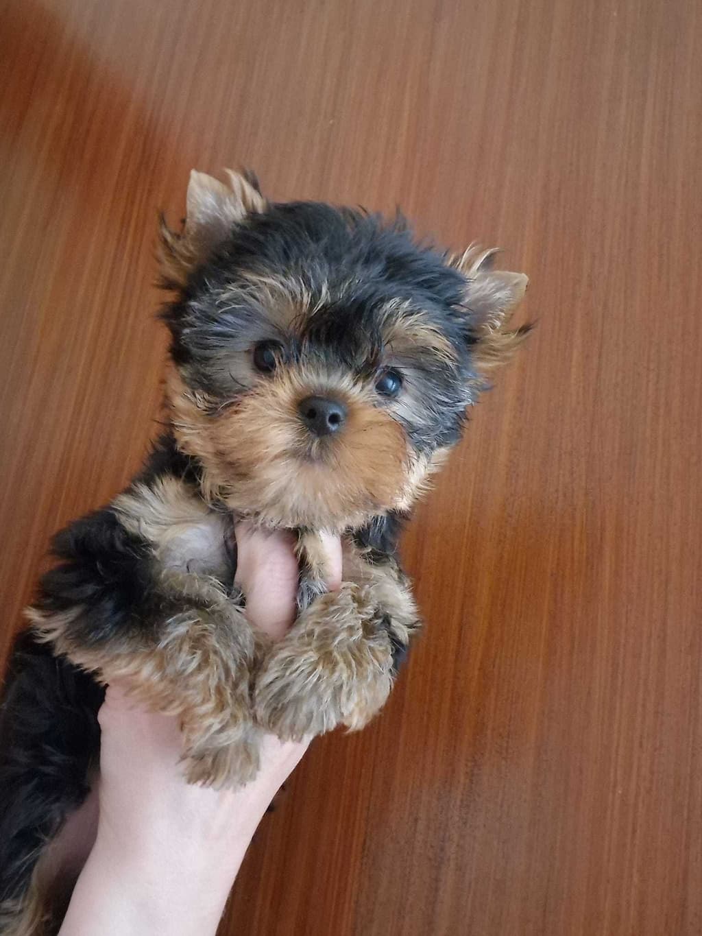 Cachorrinho Yorkshire