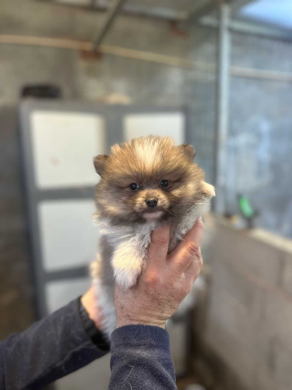 spitz anão varias cores