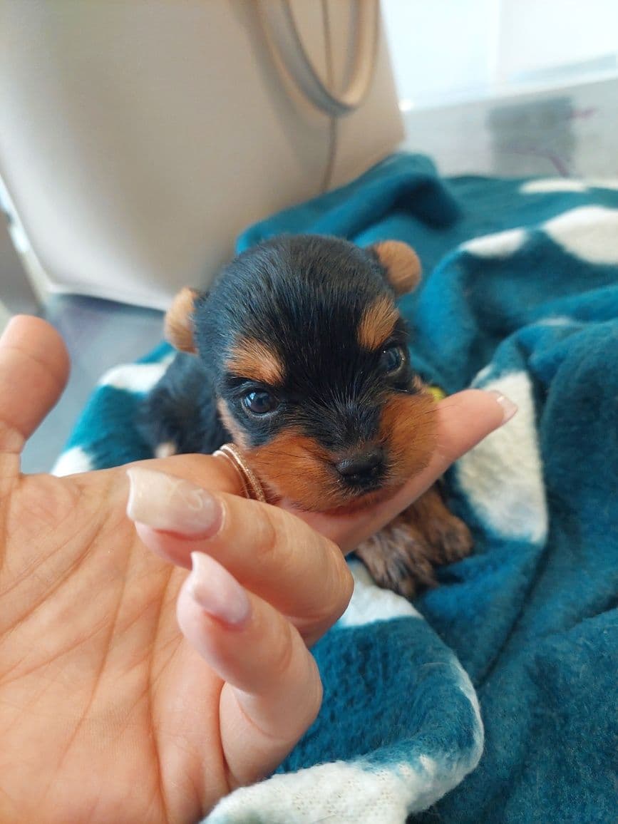 Yorkshire Terrier Fêmea Bebé LOP