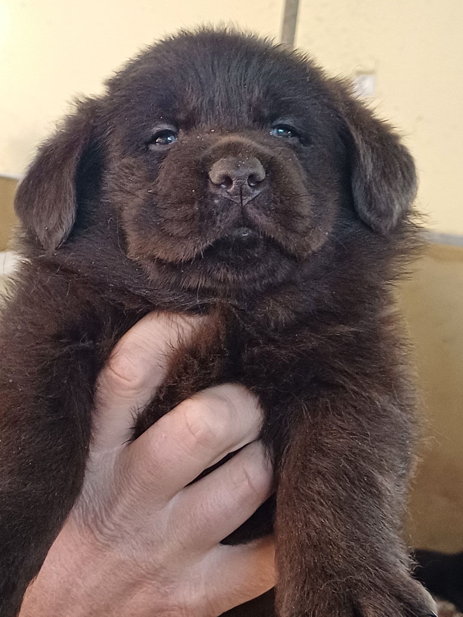 Labrador retriever