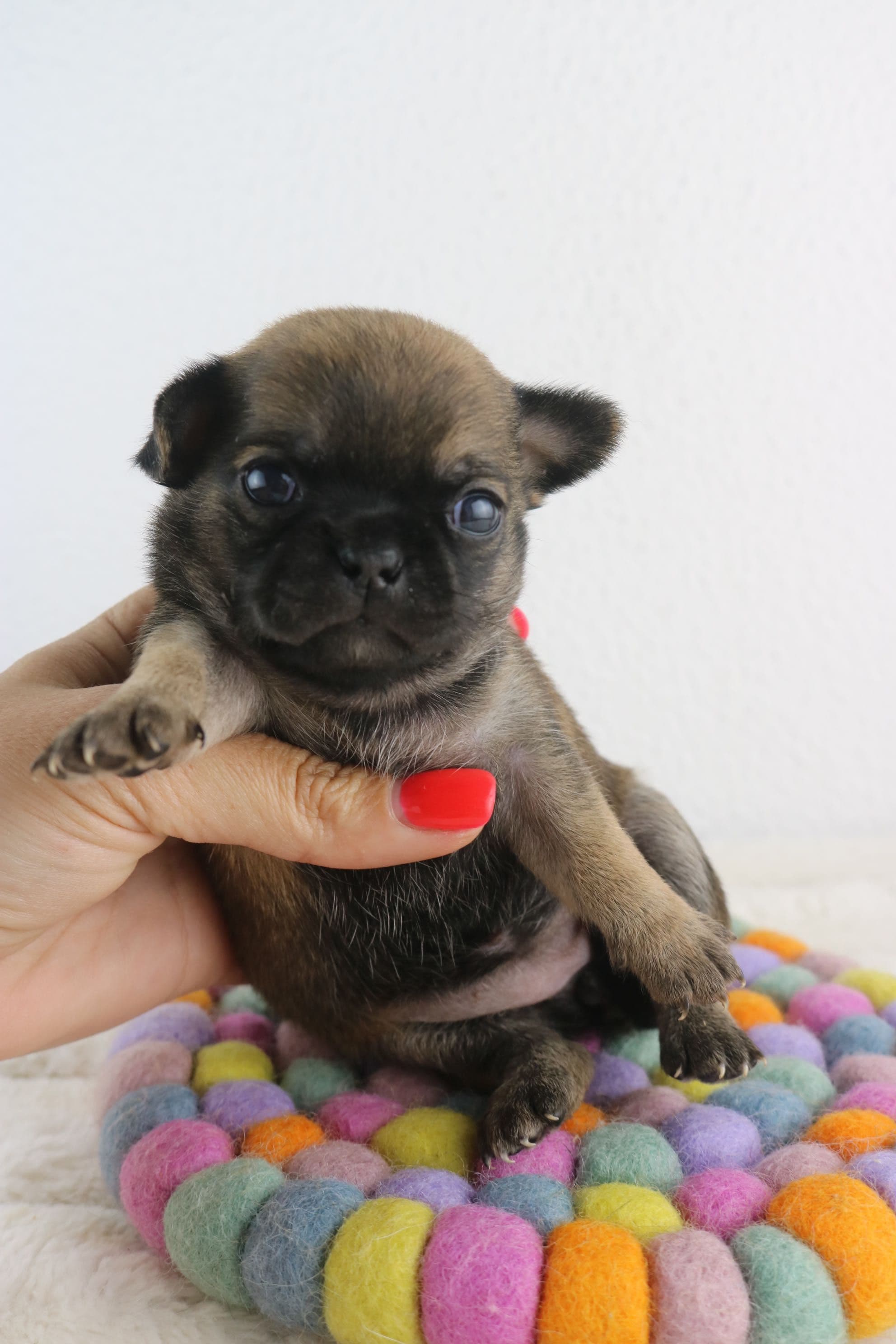 CHIHUAHUA femea pelo curto mini