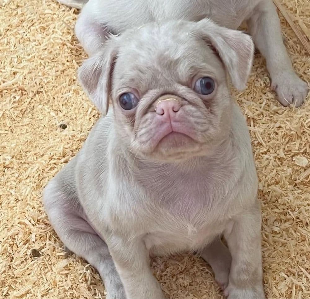 Pug Carlin Macho Pink Merle