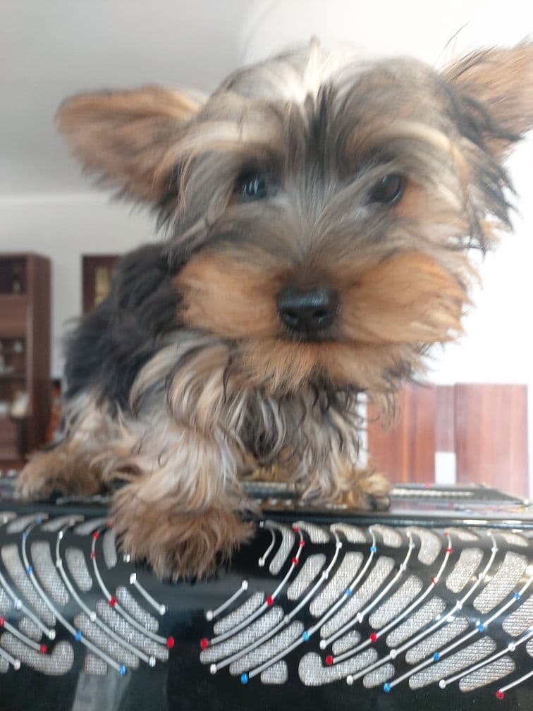 Linda Yorkshire terrier raça pequena