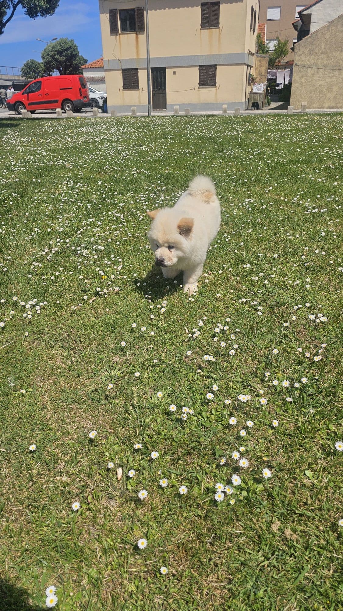 Chow chow Macho puro