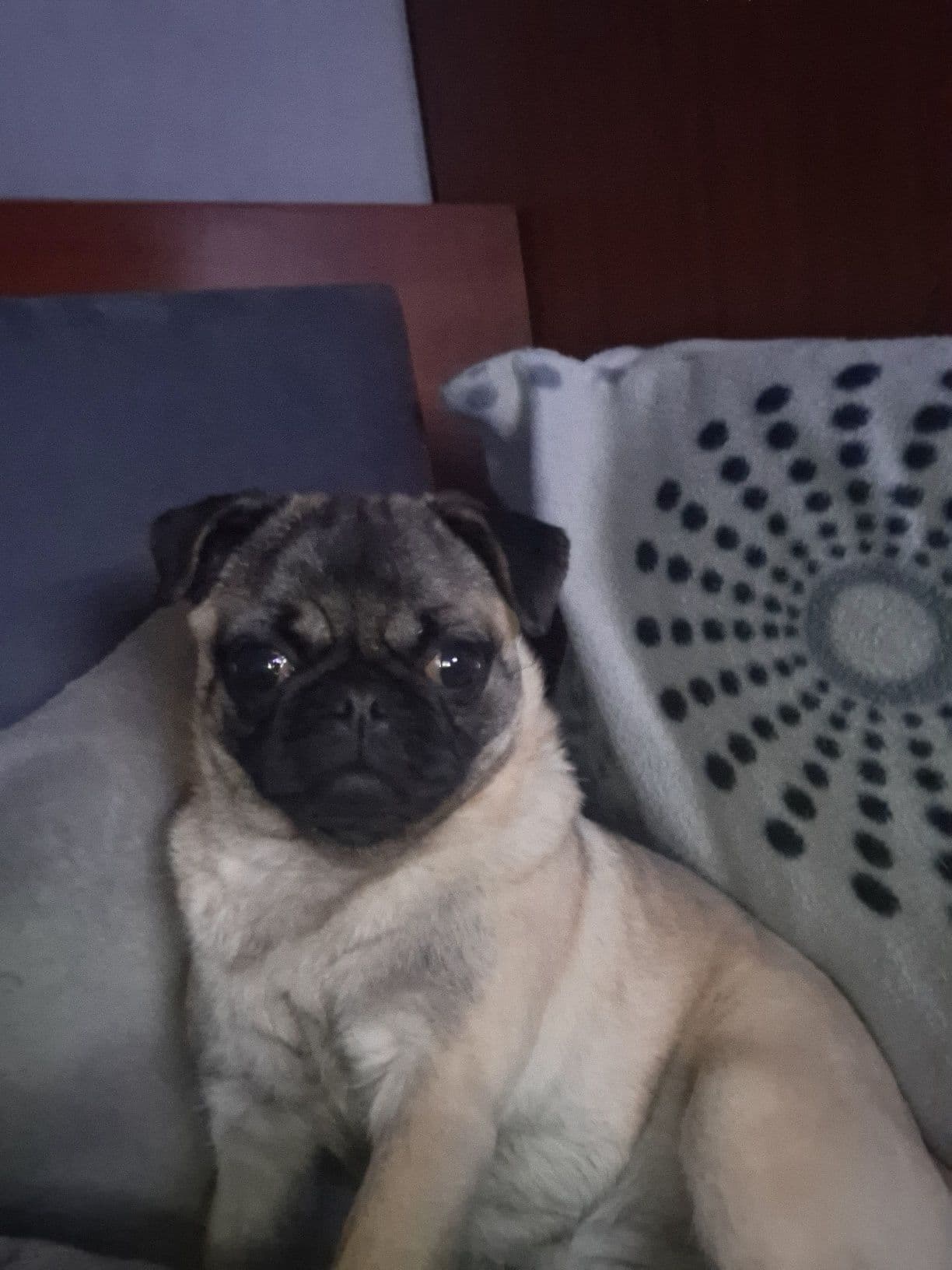 Pug carlin  fêmea