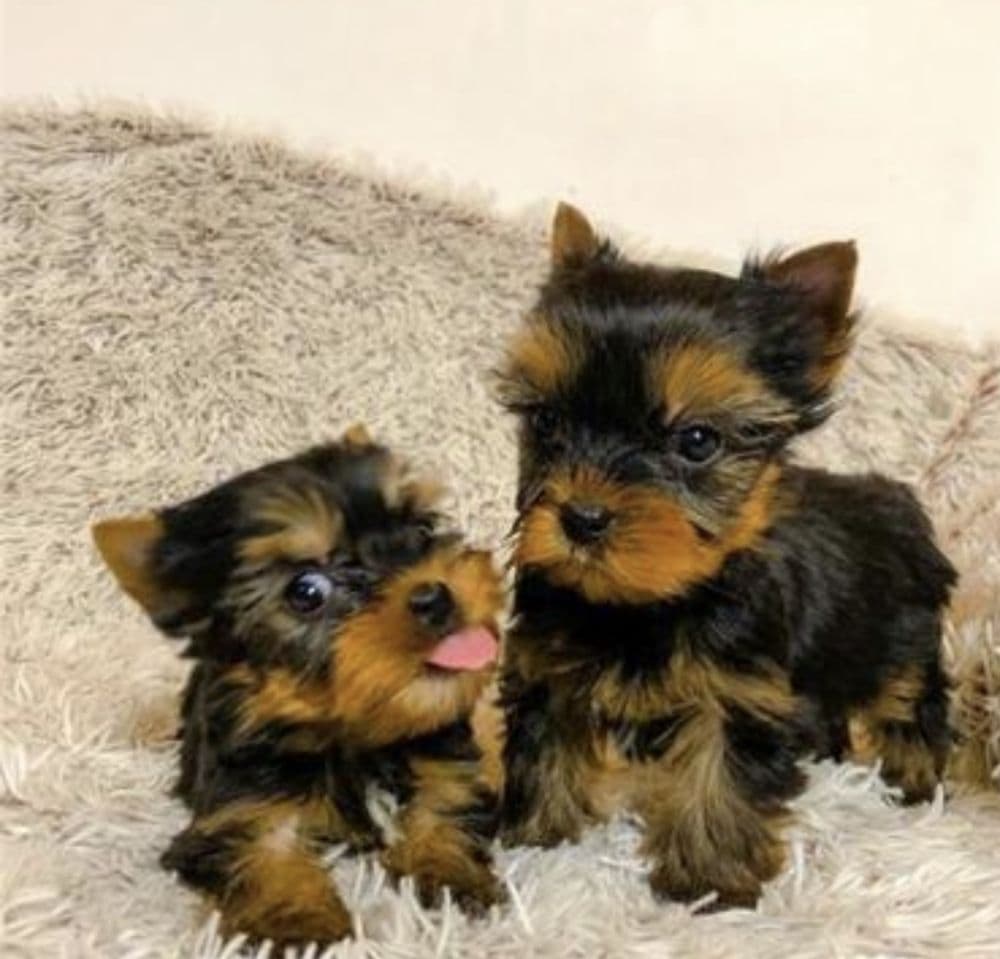 Yorkshire  Terrier